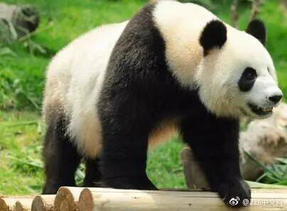 嫌弃租金贵，日本网民：把国内的所有大熊猫都还给中国吧
