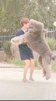 狗狗跳着非要女主人抱抱，可看一眼它这体型都让人直哆嗦....