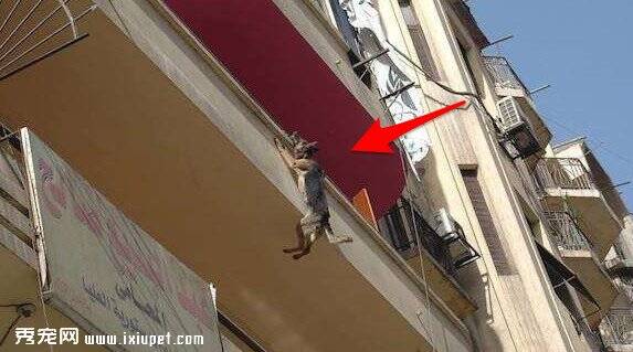 德国狼犬长期被主人栓在阳台，竟想跳楼！