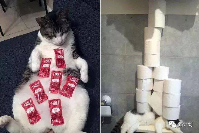 喵星人：朕才不是好欺负，只是懒得动而已…