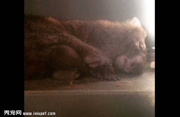 袋熊被诊断罹患忧郁症 抱着熊玩具入睡