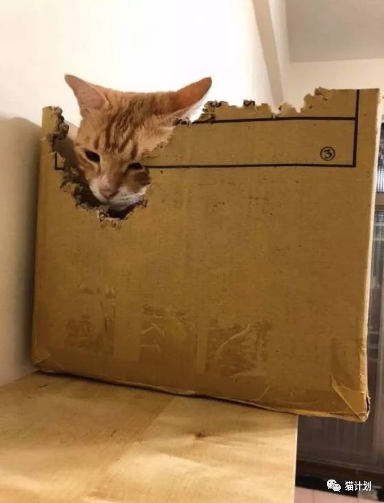 买了猫窝不喜欢，换成箱子还要自己DIY，这橘猫还挺难伺候！