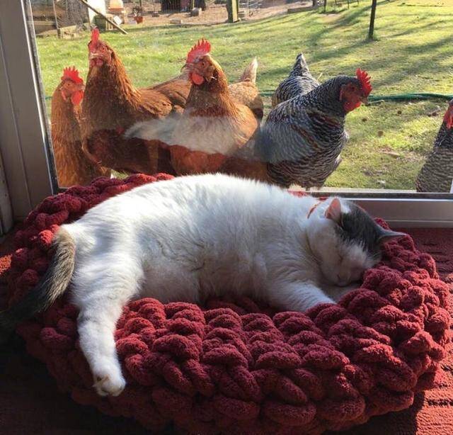猫咪窗边打盹，被一群鸡强势围观，怀疑是不是从鸡窝生下来的