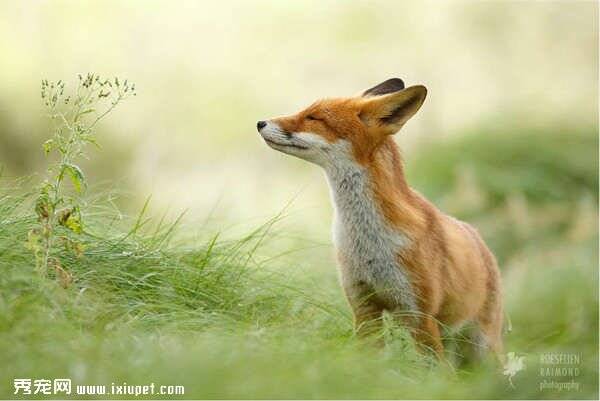 荷兰摄影师蕾蒙捕捉狐狸闭上眼休息的模样