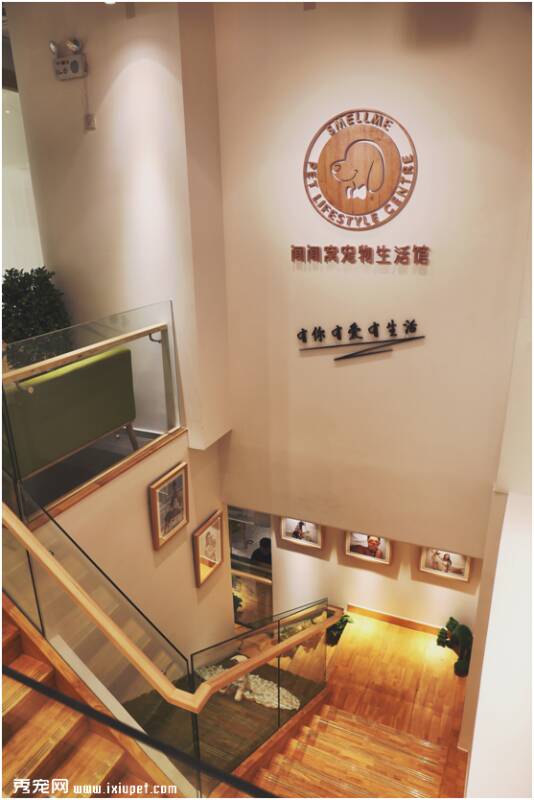 中国最高端的七星级宠物酒店坐落北京三里屯