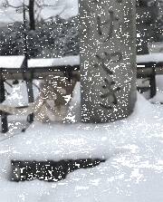 雪花飘飘，一狮子王傲立雪中...