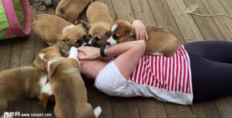 女孩一回家就躺地上，8只柯基犬一起上，让人羡慕不已！
