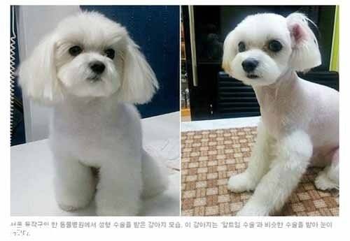 韩国宠物整容热悄然兴起 网友与专家对此褒贬不【图】