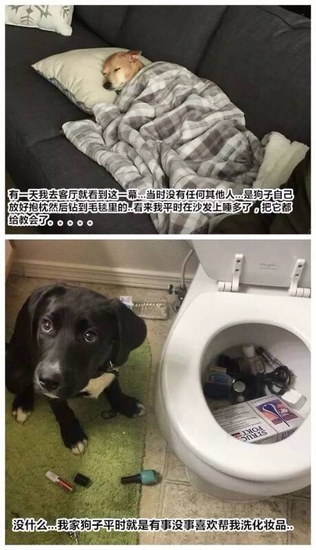 国外网友们分享自家狗子日常的一些奇怪行为……