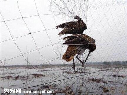 白洋淀千米捕鸟网 把鸟类赶尽杀绝，残忍！