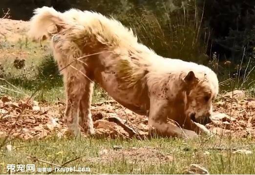 男子树林里遇见邋遢恶狗，被带回家后变成让人羡慕的金毛！