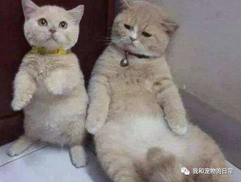 猫妈妈产后抑郁，对着孩子也是一脸嫌弃，还一脚踢小猫脸上！