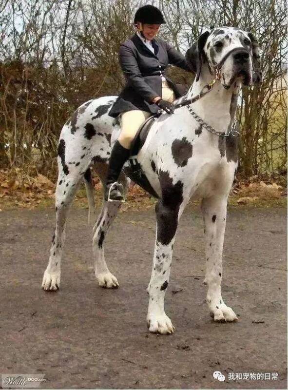 这是世界上真正的巨型犬，竟然可以像骑马一样骑在它们身上！