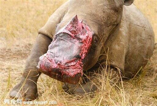 南非野生动物园一犀牛遭鋸角 救援队将用大象皮治疗