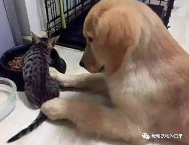 大金毛的狗粮被猫咪抢了，静静地趴在地上，看着主人一脸无奈的样子！