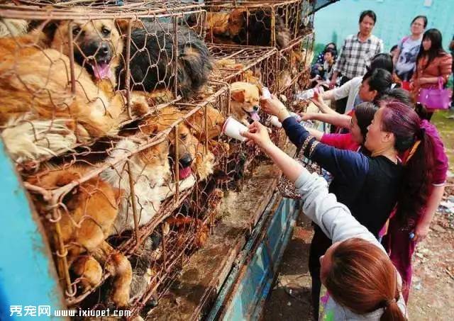 陪伴我们童年的中华田园犬会走向灭绝吗？