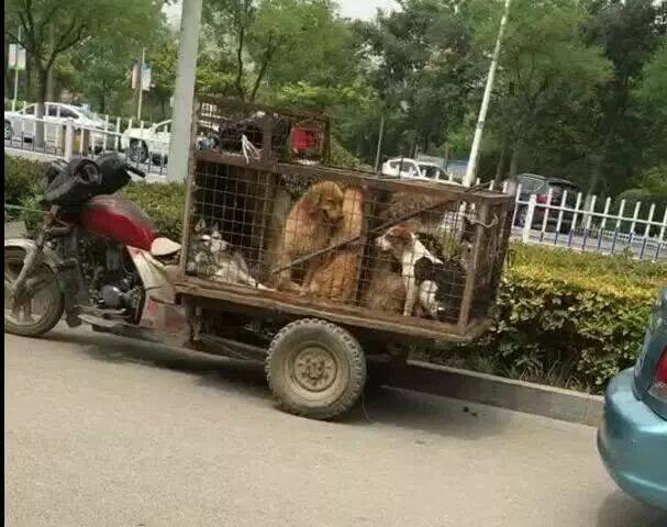 狗狗被狗贩装车上，要送去饭馆，全是名贵犬！