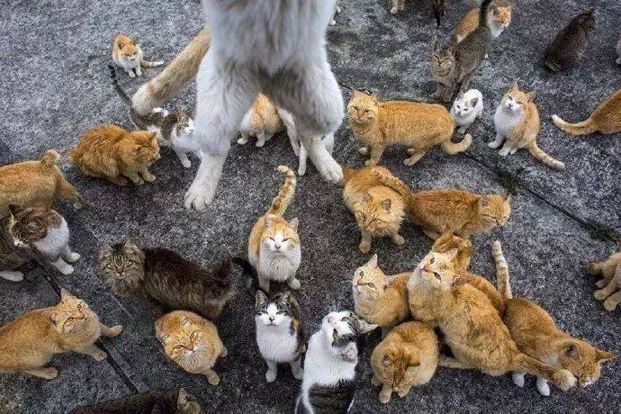 当很多猫聚集在一起的时候，哪种颜色的猫最多呢？