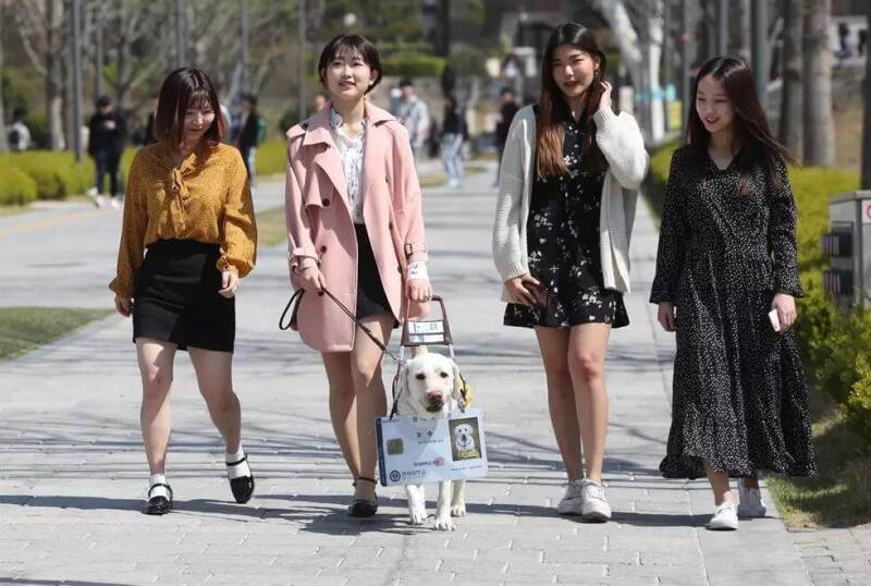 中国工作犬关爱公益联盟成立，启动“国际导盲犬月”