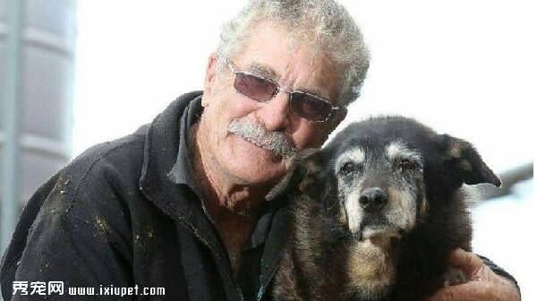 世界年龄最大的狗狗凯尔皮犬去世 享年30岁！