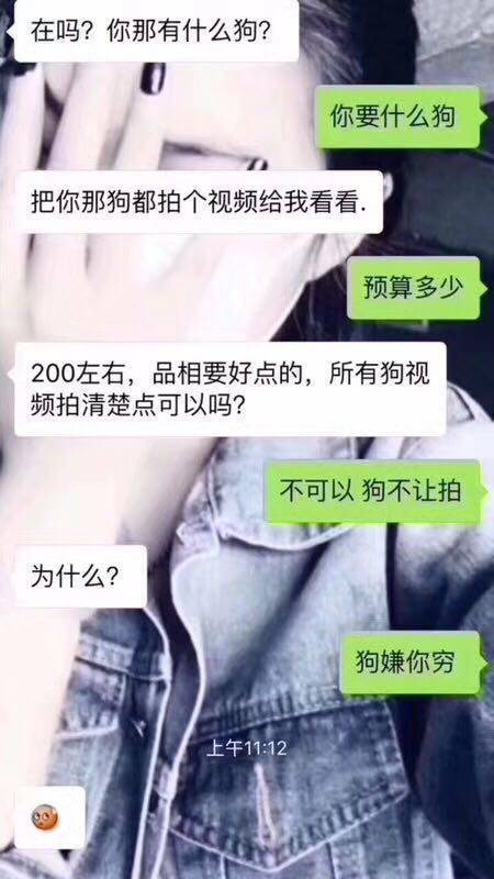 一组卖狗聊天记录：3000元可以买怎样的茶杯？不锈钢的...