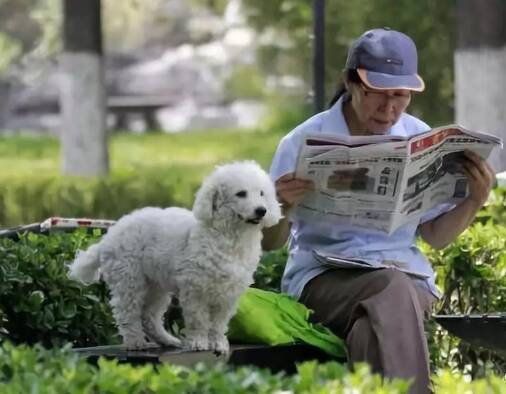 日本政府面临“宠物囤积”难题