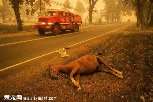 美国加州山大火肆掠使千人逃离家园 路边马匹都被烤死
