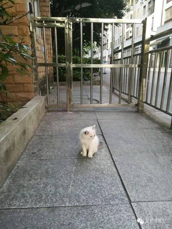 男子捡到一只流浪猫，送往医院后被认出是布偶猫，男子快要美翻了