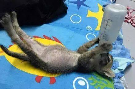 刚出生小奶猫，主人给它们备好奶出去后，回来一看：咋就喝飘了？