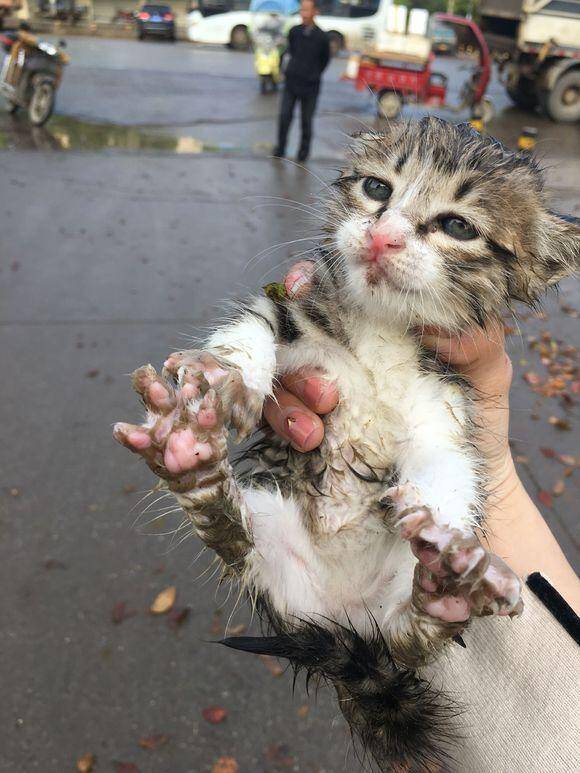 下雨天，女孩捡回来一只小奶猫，去驱虫时宠物店老板直呼我赚大了