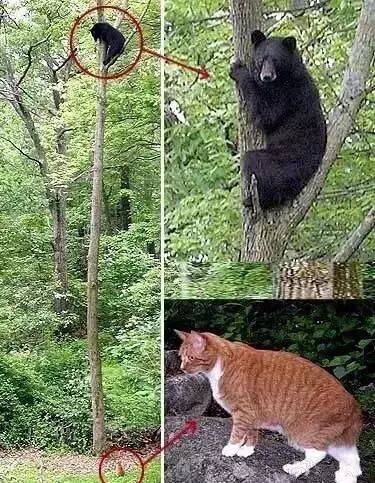 橘喵主子把误闯入的黑熊直接怼上了树，直到…