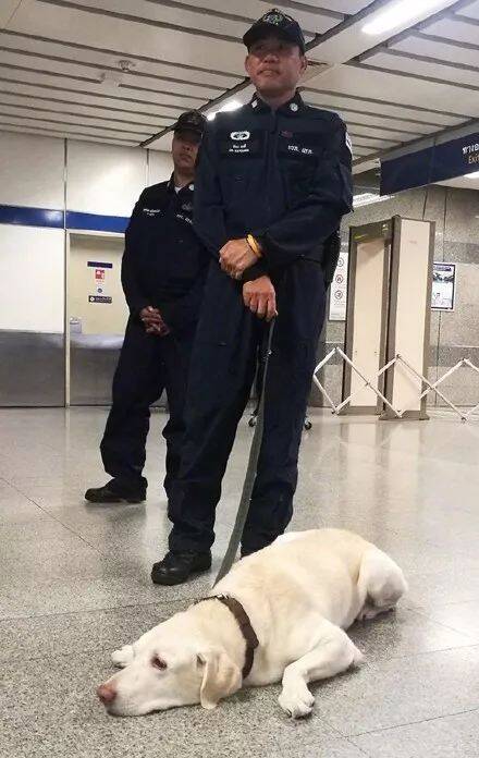 一只在地铁站工作的服务犬得空休息中，今天不想工作鸭.....