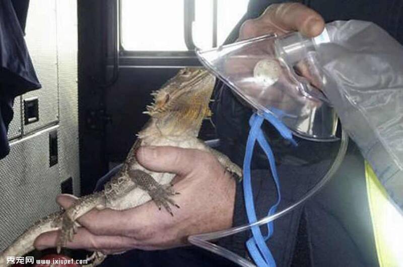 英国消防员火中救出宠物蜥蜴 用面罩为其输氧【图】