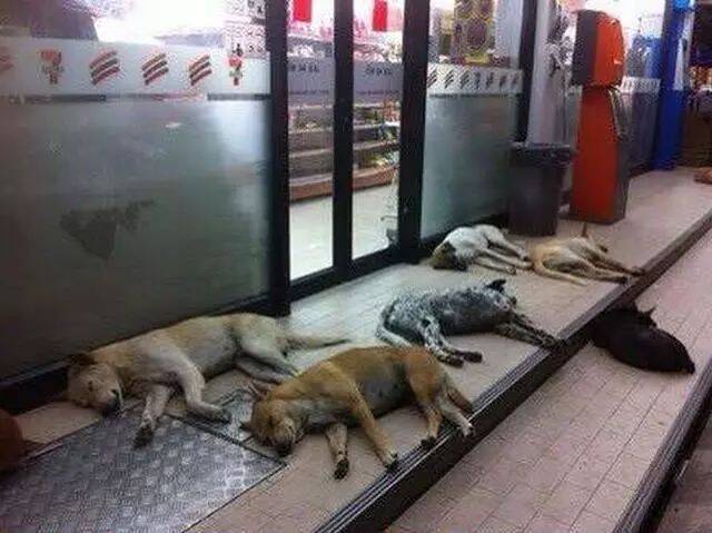 狗狗组团集体到超市门口“躺尸”，路人凑近一看却笑出泪