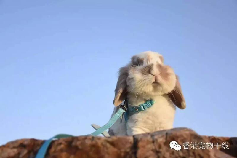 兔兔：圆脸增添了我的傲气！