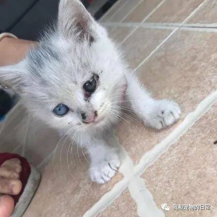 因在路上好心捡回一只小奶猫，从此我的噩梦就开始了！