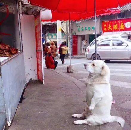 路上看到一只等吃的狗子，这坐姿笑喷了....