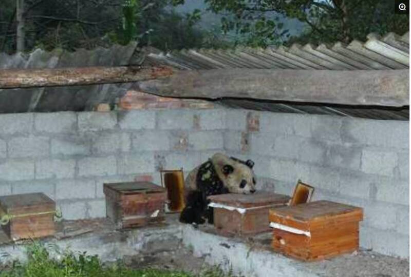 野生大熊猫下山偷吃蜂蜜，被养蜂人抓时仍然淡定的在狂吃