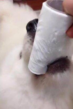 主人上厕所时忘带纸，于是叫萨摩耶拿过来，结果.....