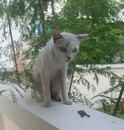 网友把流浪猫收编回家，家里的老猫看到后一脸的怨气