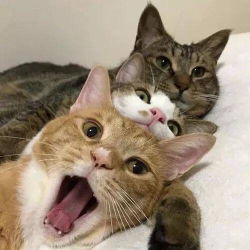 网友家的三只猫关系相当亲密，只不过，其中一只的表情总是…
