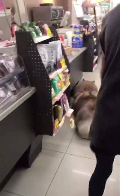 阿拉斯加总是赖着主人去超市买东西，最后老板发话：这狗可以赊账