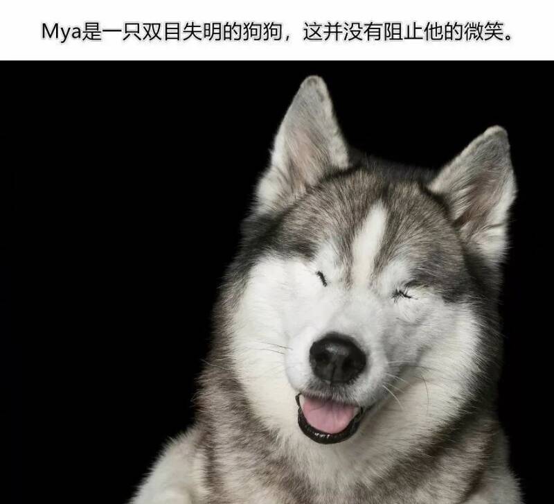 摄影师镜头下那些身体缺陷的狗狗们，每一个都充满生命的力量！
