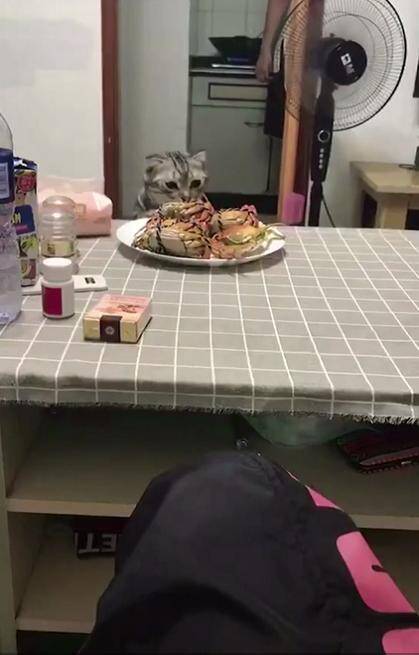 主人从厨房端出来一盘螃蟹后，猫咪好奇的趴在桌上看，结果尴尬了
