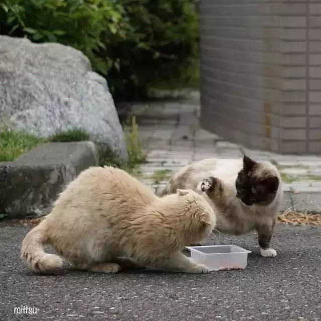 一位摄影师的流浪猫时间，看着它们就不会感到孤独