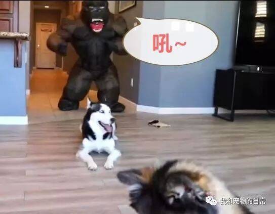 家里突然进来一只大猩猩，哈士奇吓到崩溃，二哈：大哥别杀我，有话好好说！