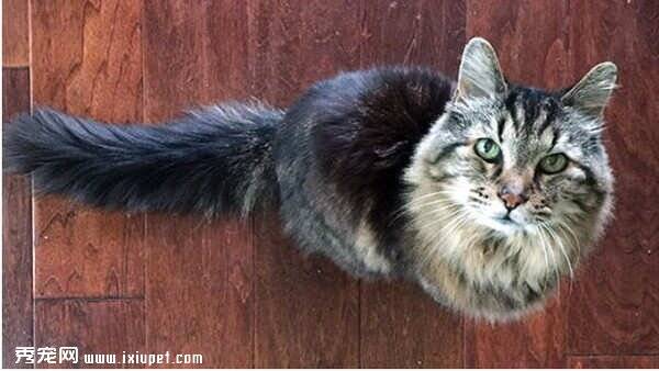 虎斑猫‘灯芯绒’获金氏记录全球最高猫龄