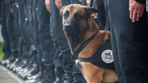 法国警犬在警方反恐行动中殉职 网友深情悼念