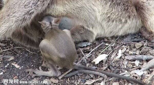 澳洲一只岩袋鼠车祸死亡 岩袋鼠宝宝已久努力吸吮母乳