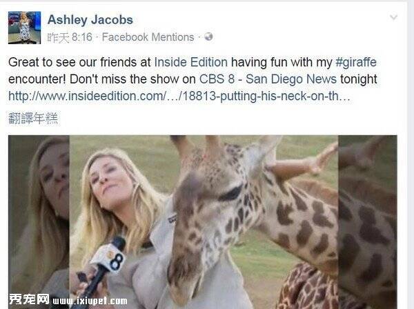 美国女记者直播现场被长颈鹿袭胸，惊呆网友!